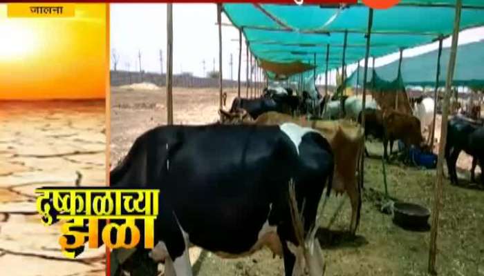 Jalna Fodder Camp Started By Private Firm To Save Cattle In Drought
