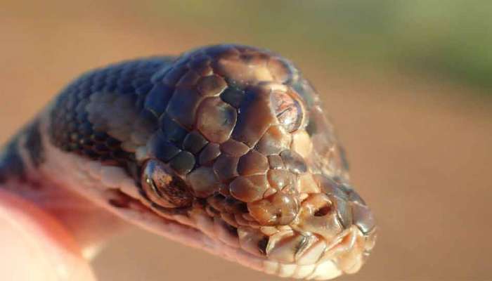 PHOTO: तीन डोळे असणाऱ्या सापाचा फोटो व्हायरल
