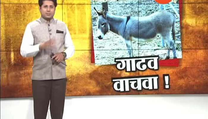 Jalna Special Report On Save Donkeys