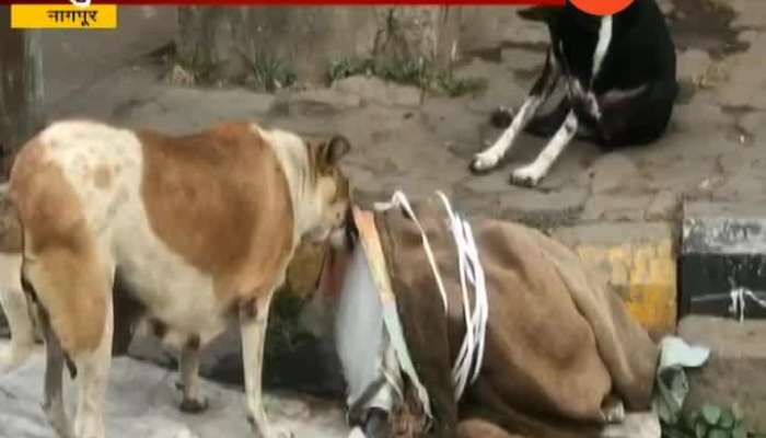 Nagpur Dog Licking Ice In Hot Summer Season