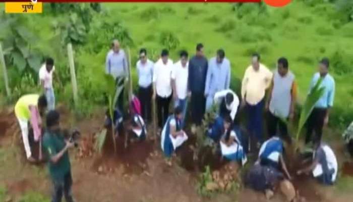 Pune Trees Missing After Plantation As Corruption Takes It Place