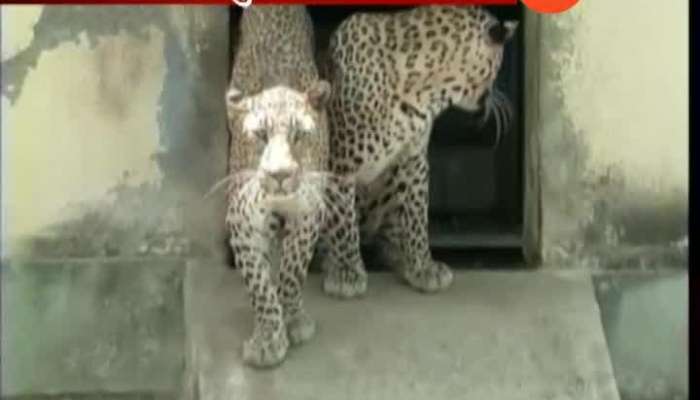 Pune To Sterilize Leopard For Increase In Population And Increasing Attack On Human