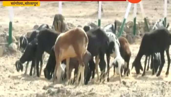  Solapur,Sangola First Goat Shed Get Good Response In Drought Situation