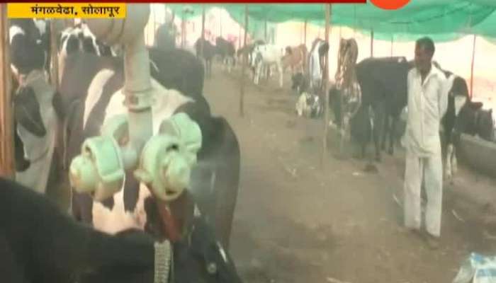 Solapur, Mangalveda Water Spray In Fodder Camp For Animals