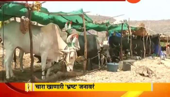 Beed Under Scanner Of Corrouption In Fodder Camps