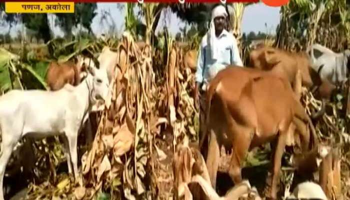 Akola,Panaj Due To Drought Farmers Allow Animal In Banana Farm