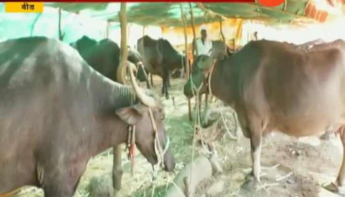 Beed Ground Report On Corruption In Fodder Camp