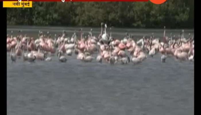 Navi Mumbai Thane Creek Declared As Flamingo Sanctuary