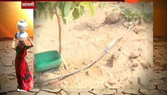 Sangli Bird And Animals Get Affected By Drought Search Water Everywhere