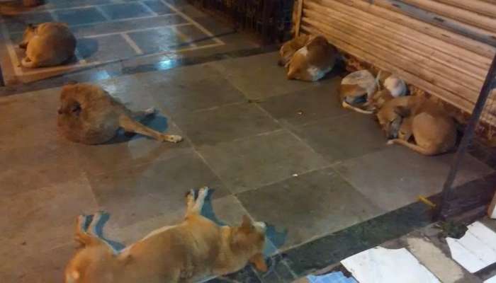 ग्रामीण भागात भटक्या कुत्र्यांची दहशत, चार महिन्यात २ हजार २०५ जणांना दंश