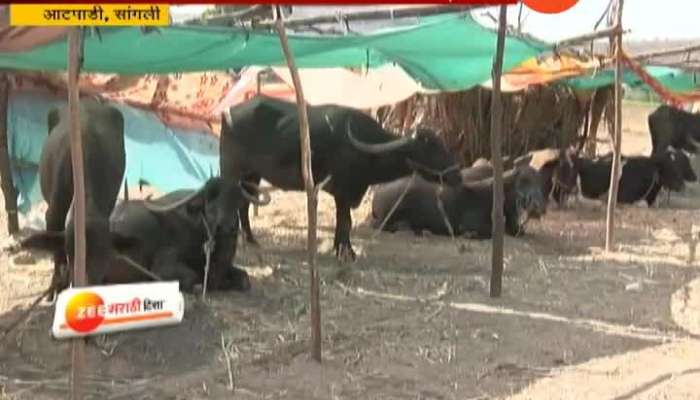 Sangli,Aatpadi Run Fodder Camp Without Any Income From Govt