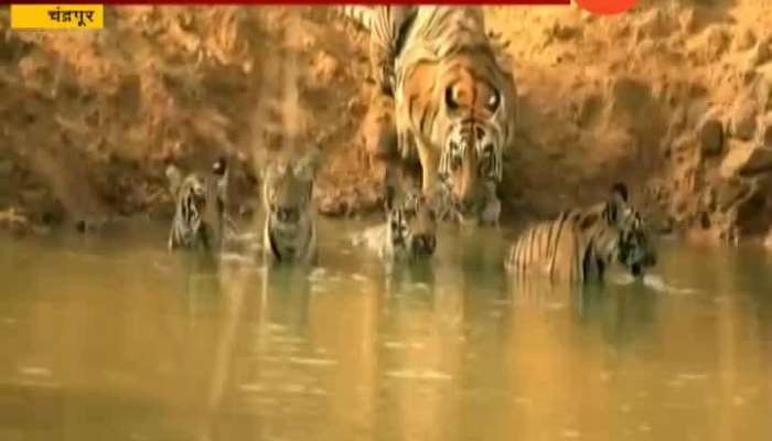 Chandrapur In Tadoba Tigress And Her 4 Cubes Enjoy In Water Lake