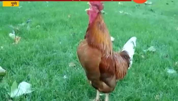 Pune Women Police Complaint Against Cock