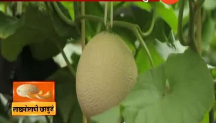  Japan Muskmelon Sold In Auction At Neverever Before Price