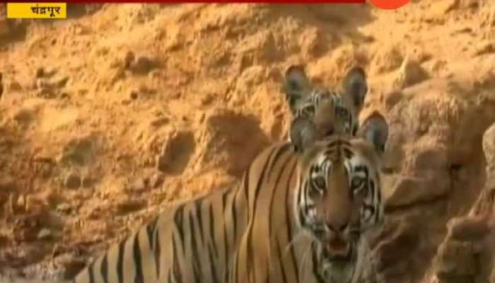 Chandrapur Ground Report On In Tadoba Tigress And Her 4 Cubes Enjoy In Water Lake