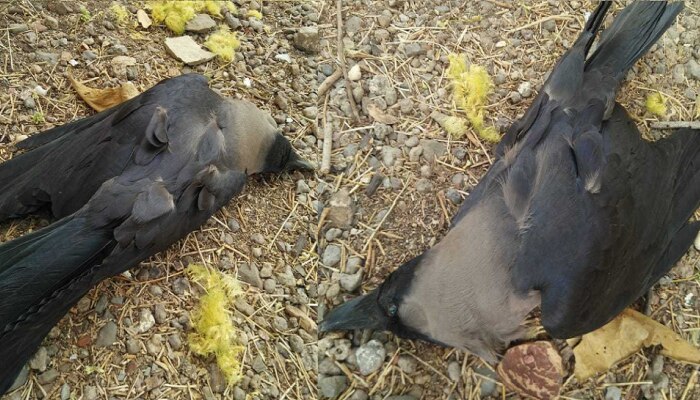 लातूरमध्ये दुष्काळ आणि उष्णतेमुळे २० कावळ्यांचा मृत्यू
