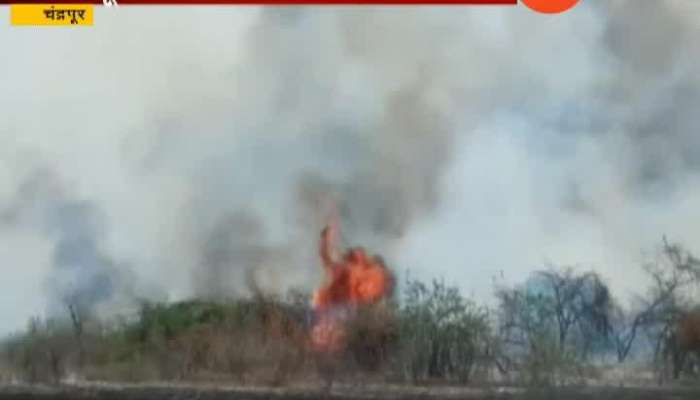 Chandrapur Fire In Forest