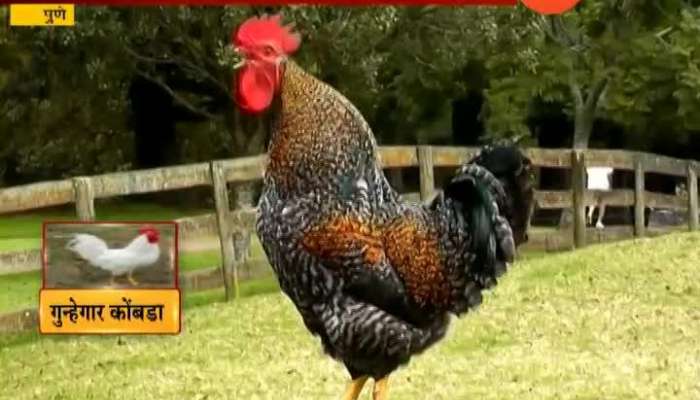 Pune Woman Files Compalint Of Rooster Crowing Early Morning Disturbing Sleep