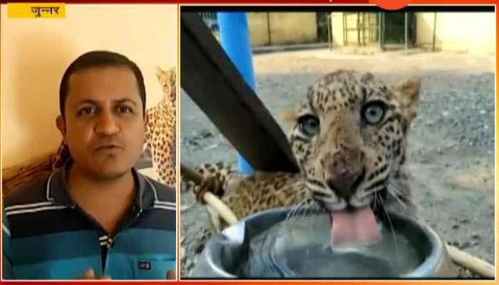 Junnar Leopard Treated For Injuries By Human