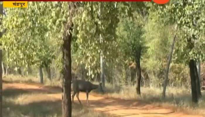 Chandrapur Drought Affect On Animals