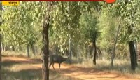 चंद्रपूर | राखीव वनक्षेत्रात नियोजनाचा अभाव