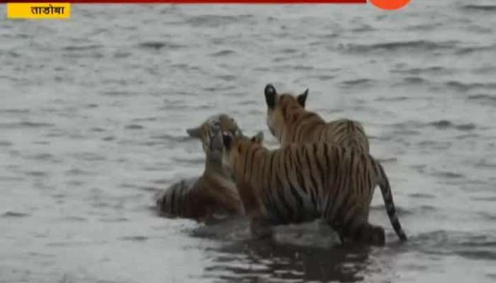Tadoba Maya Tiger Palying With Cubs In Water To Beat The Heat