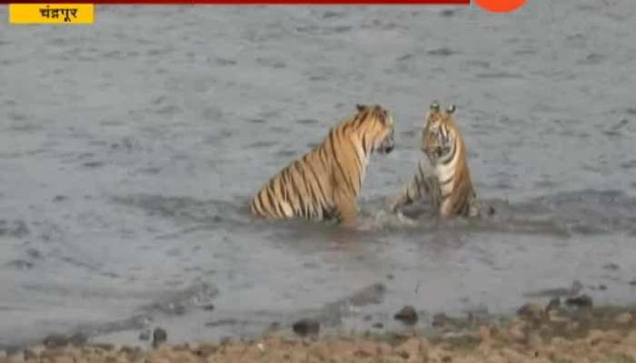 Chandrapur Tadoba Queen Maya Tigress Playing With Cubs In Water
