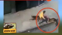 कुत्र्याने हल्ला केलेला २०१३चा व्हिडिओ २०१९मध्ये पुन्हा झाला व्हायरल