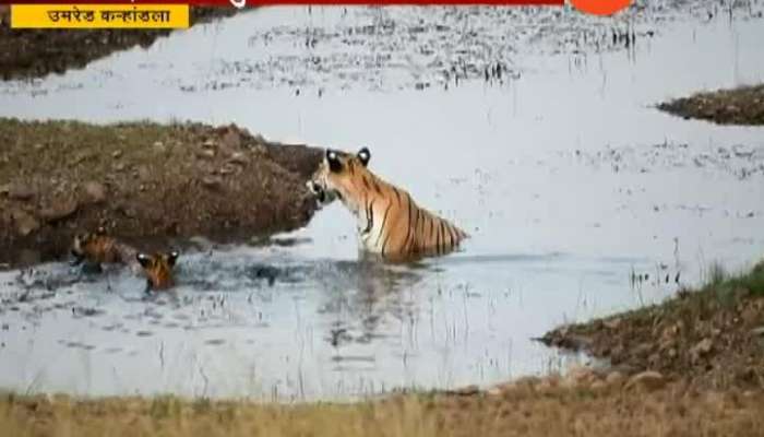 Nagpur Umred Wildlife Sanctuary Tourist On Tigress With Four Cubs Playing In Water