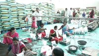 'महाबीज'चा यंदा सोयाबीनला सर्वाधिक बियाणांचा वाटा