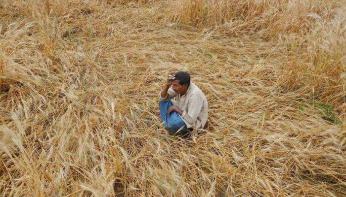 चार वर्षात १२ हजार शेतकऱ्यांच्या आत्महत्या, सरकारची विधानसभेत कबुली