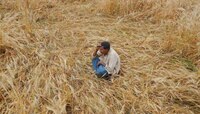चार वर्षात १२ हजार शेतकऱ्यांच्या आत्महत्या, सरकारची विधानसभेत कबुली