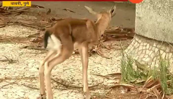 Pune Dhayri Residential Saves Deer Pune Dhayri Residential Saves Deer