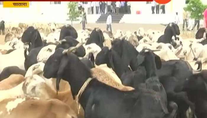 Satara First Fodder Camp For Goats