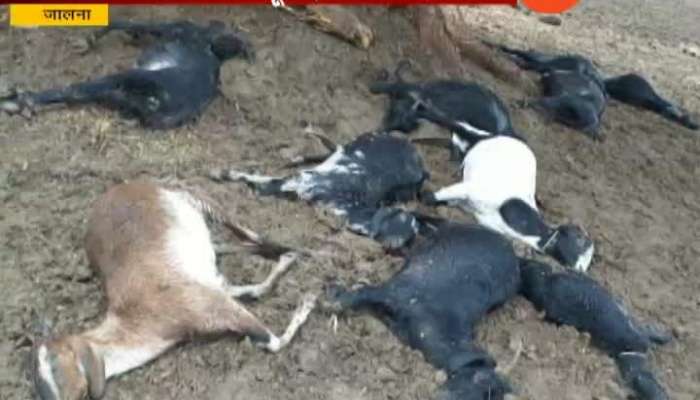 10 goats died after thunderlight fallen in Maharashtra