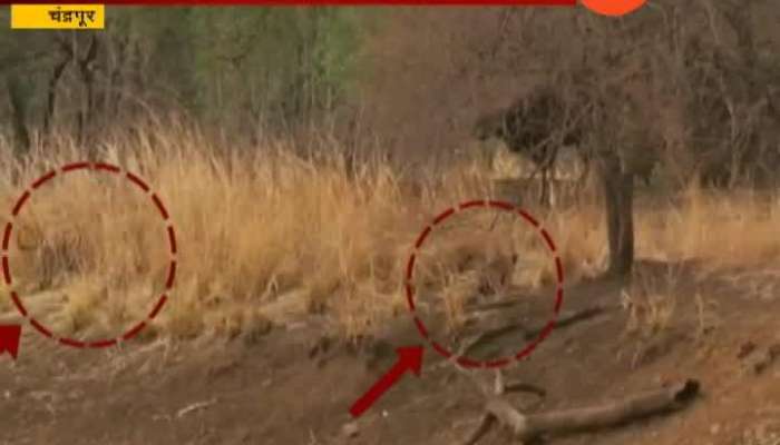 Chandrapur Tadoba Sanutary Tigress Maya And Her Cub Hunting Video Viral