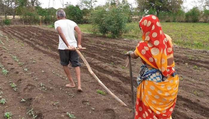 बैल नसल्यामुळे दाम्पत्याने स्वत:लाच नांगराला जुंपलं