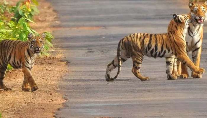 वाघांच्या जीवनशैलीचा प्रथमच होतोय अभ्यास