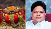 'ही तर बौद्धिक दिवाळखोरी', खेकड्यांच्या विधानावर सावंतांचा राज्यभर निषेध