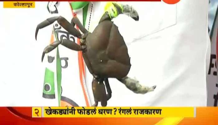 KOLHAPUR NCP PARTY PROTEST ON MAHARASHTRA MINISTER TANAJI SAWANT BLAMES CRABS FOR DAM BREACH