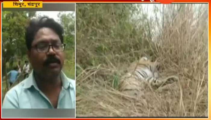 Chandrapur Suspence Revel On Death Of Three Tigers