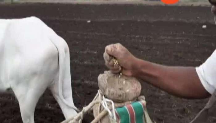 Maharashtra Only 24 Percent Sowing Done For Irregular Rain