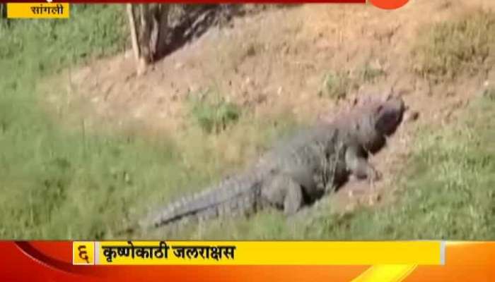 Sangli People In Fear At Krishna River from Crocodile