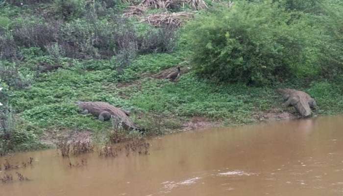 नदीपात्रात वाढ झाल्याने अजस्त्र मगरींचे दर्शन, नागरिकांना सतर्कतेचा इशारा 