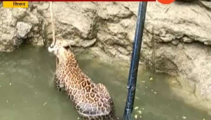 Shirur Leopard Rescued From Well