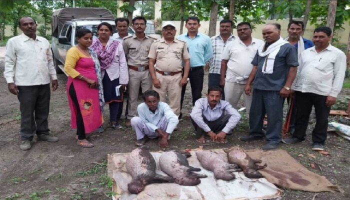 वनविभागाकडून धाड, घरातून चार मृत सायळ जप्त