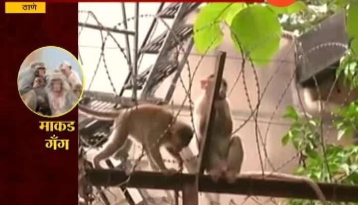  Monkey gang in Thane city