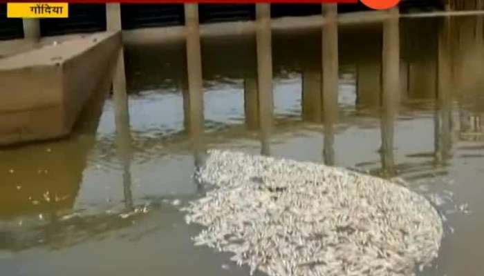 Gondia Fish death in dhapewadi dam