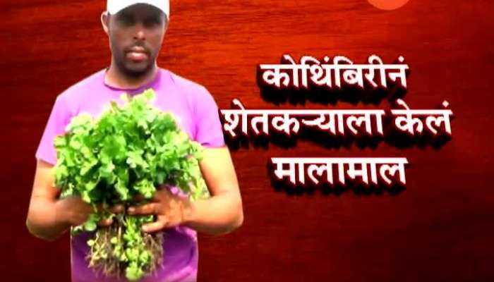 kothimbir has been profitable on farmer Rs 15 lakh in nashik