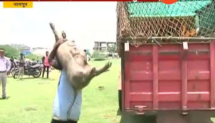 Nagpur Police Giving Security To Pigs Catching Group